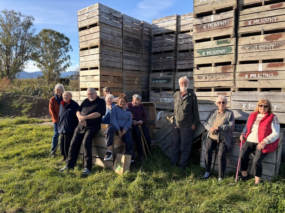 Apple picking Blenheim