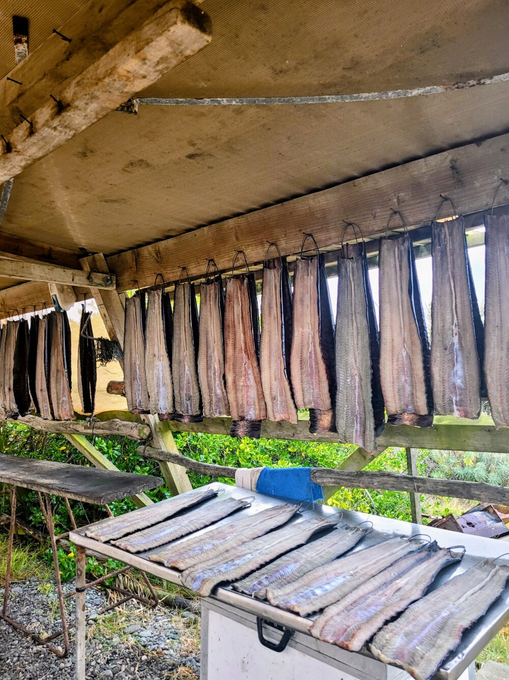 Cultural 3  Tuna eeling