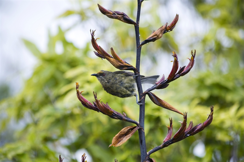 Bird in flax