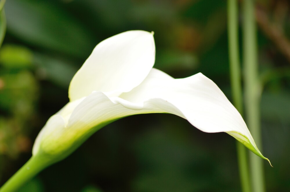 White Lily