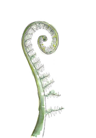 meditative drawing and painting unfurling fern portrait big